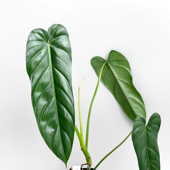 Philodendron dolichogynium