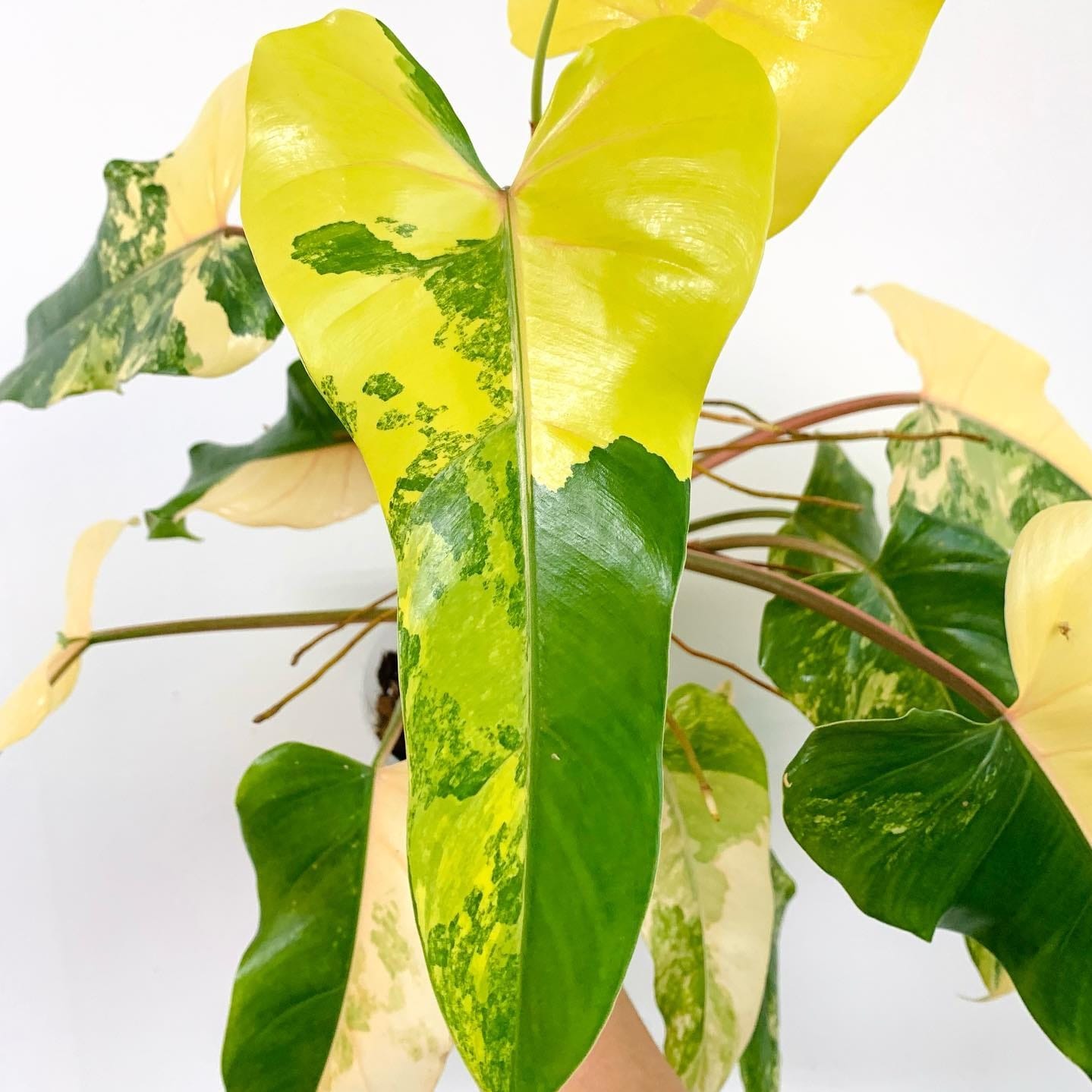 philodendron domesticum variegata Philodendron domesticum 'Variegata' – Secret Garden Plant Shop