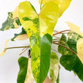 Philodendron domesticum 'Variegata'