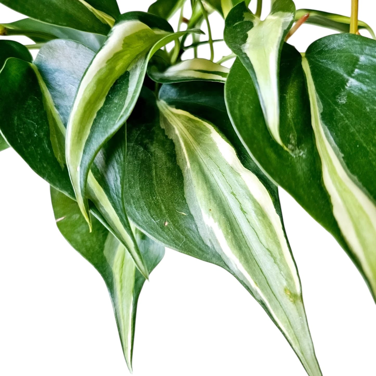 Philodendron hederaceum 'Rio'