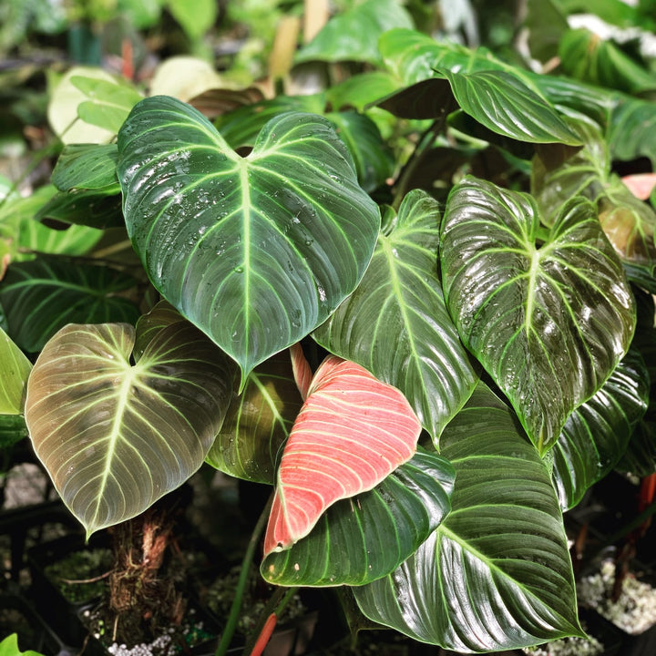 Philodendron rubrijuvenile 'El Choco Red'