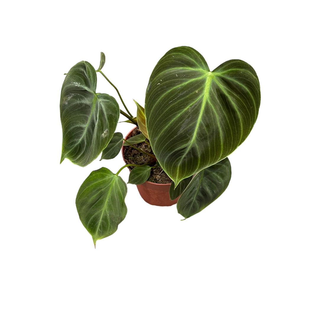 Philodendron rubrijuvenile 'El Choco Red'