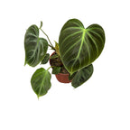 Philodendron rubrijuvenile 'El Choco Red'