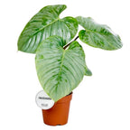 Philodendron sodiroi D15