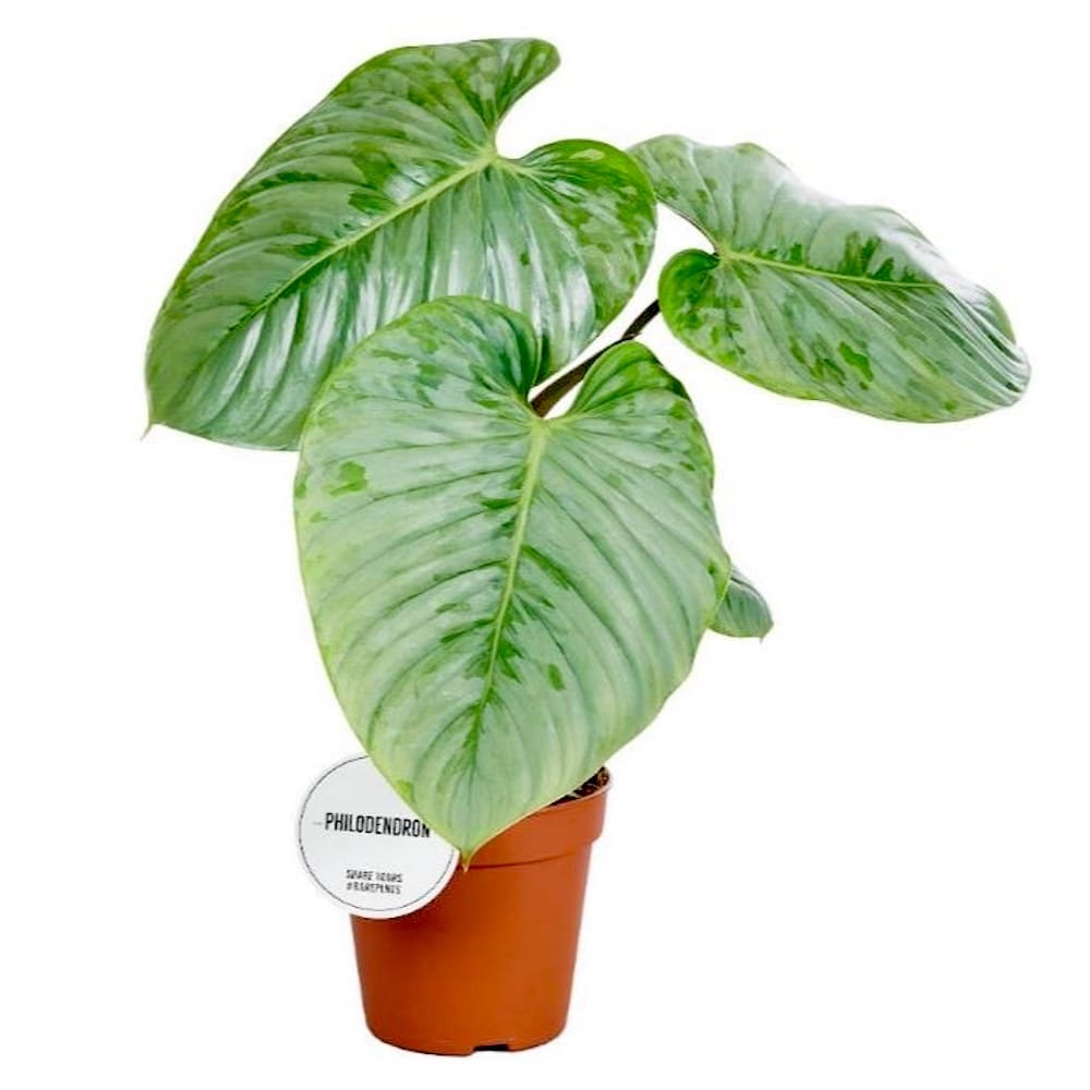 Philodendron sodiroi D15