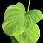 Philodendron fibraecataphyllum (Philodendron sp. Peru)