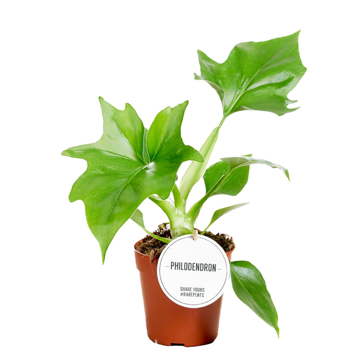 Philodendron warscewiczii (Green)