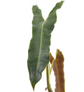 Philodendron atabapoense