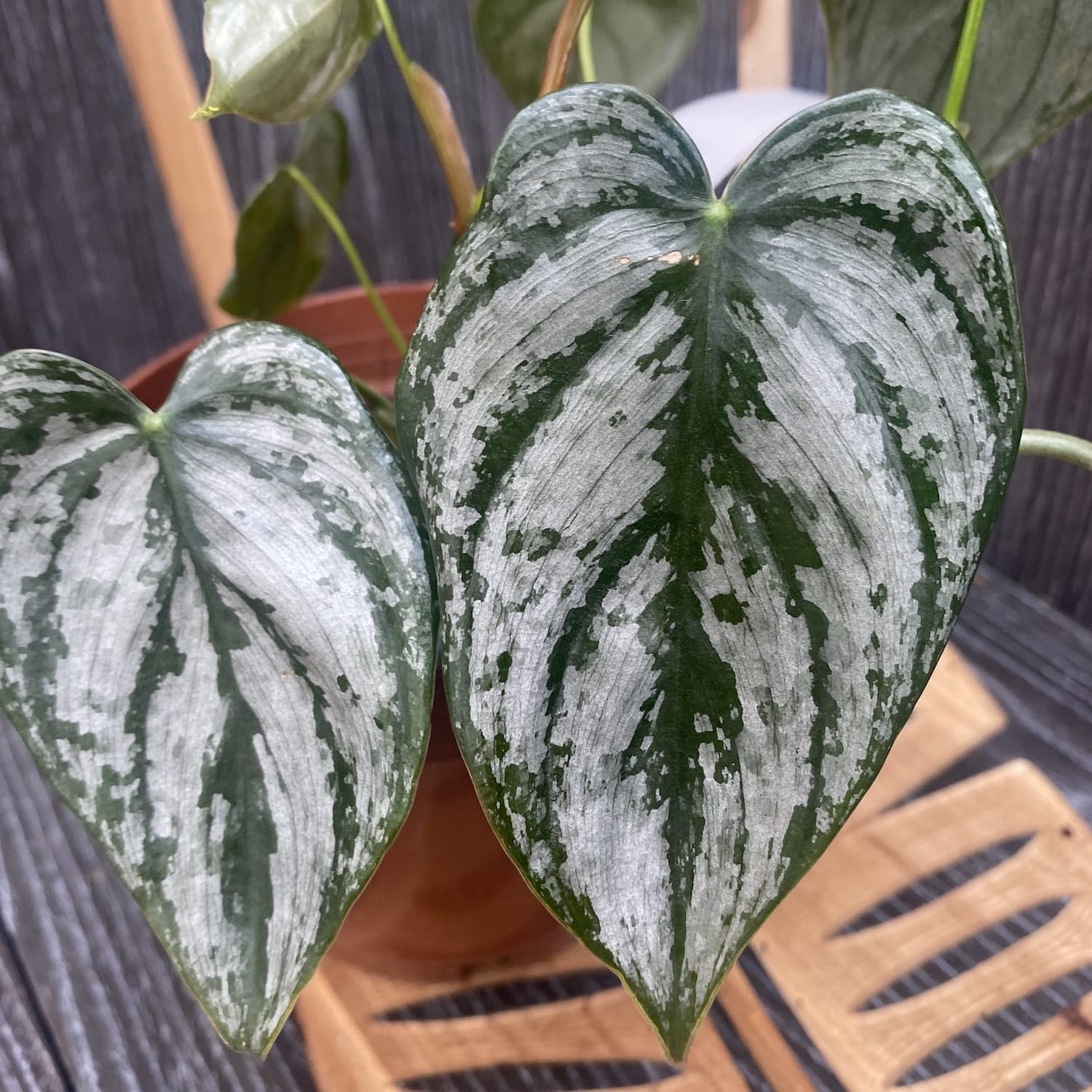 Philodendron brandtianum (Silver Leaf Philodendron) - exemplare mari
