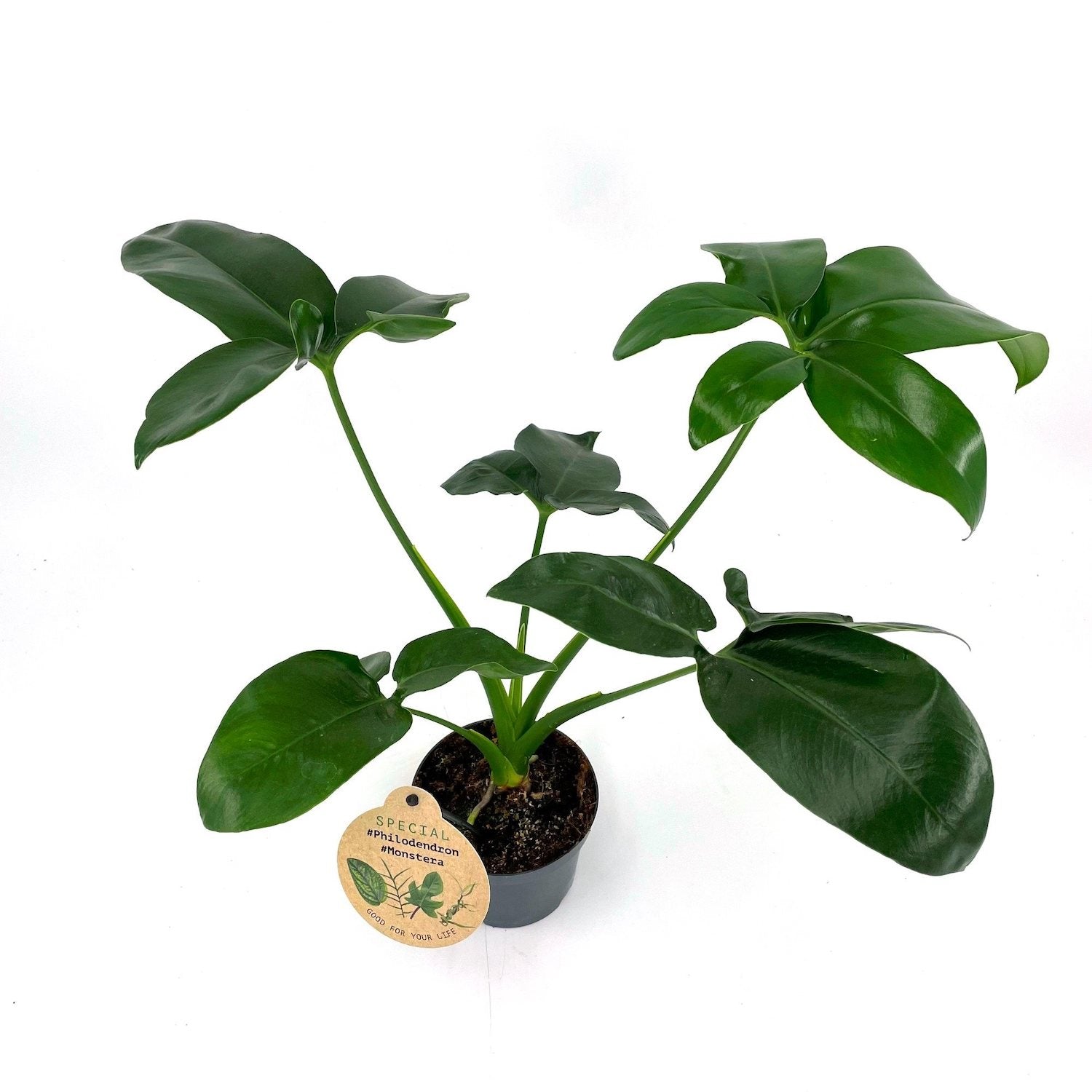 philodendron goeldii fun bun Philodendron goeldii 'Fun Bun' (Thaumatophyllum spruceanum) D12 – Secret Garden Plant Shop