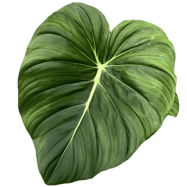 Philodendron pastazanum