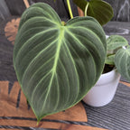 Philodendron rubrijuvenile 'El Choco Red' - 2 rostliny/květináč