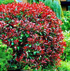Photinia x fraseri 'Little Red Robin' - kompakt cserje élénkvörös lombbal