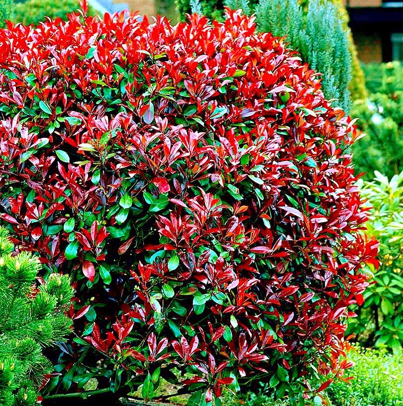 Photinia x fraseri 'Little Red Robin' - arbust compact cu frunzis rosu aprins