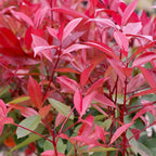 Photinia x fraseri 'Little Red Robin' - kompakt cserje élénkvörös lombbal
