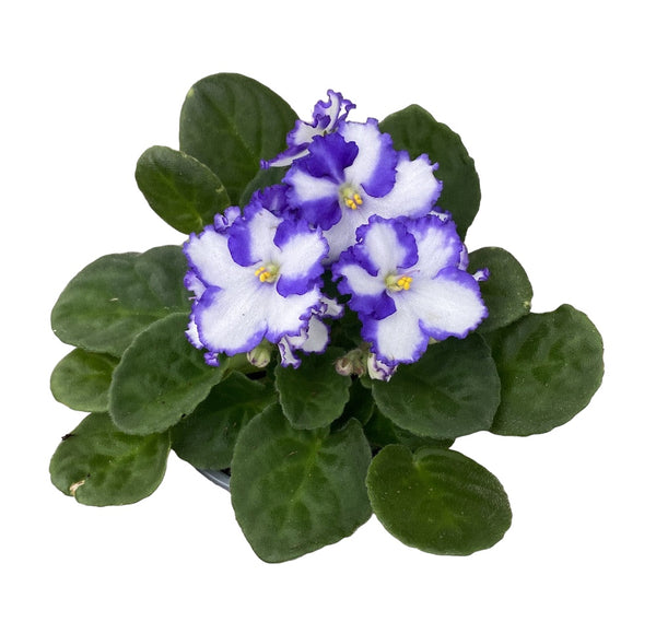 Saintpaulia Chico - White-blue bicolor violets