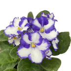 Saintpaulia Chico - Violete bicolore alb - albastru