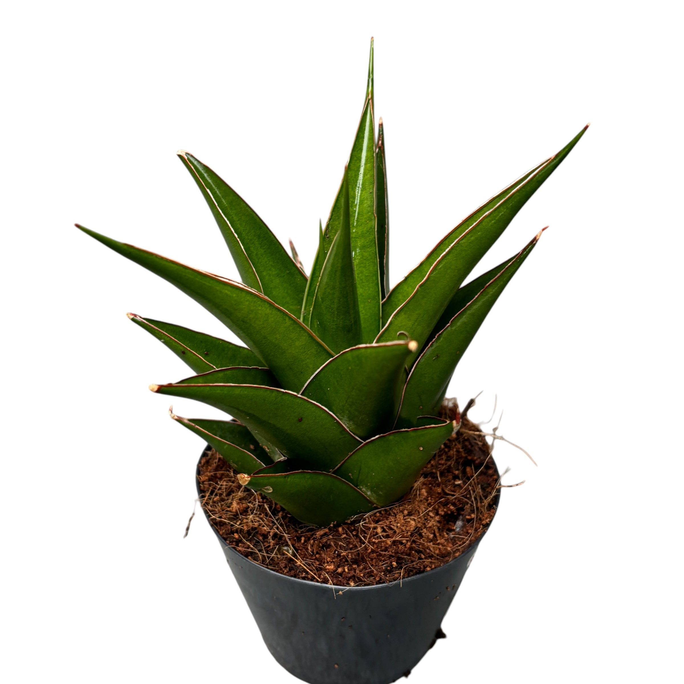 Sansevieria 'Abbey Crown'