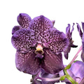 Vanda Midnight Black (Ansu)