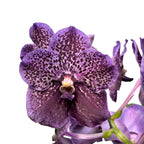 Vanda Midnight Black (Ansu)