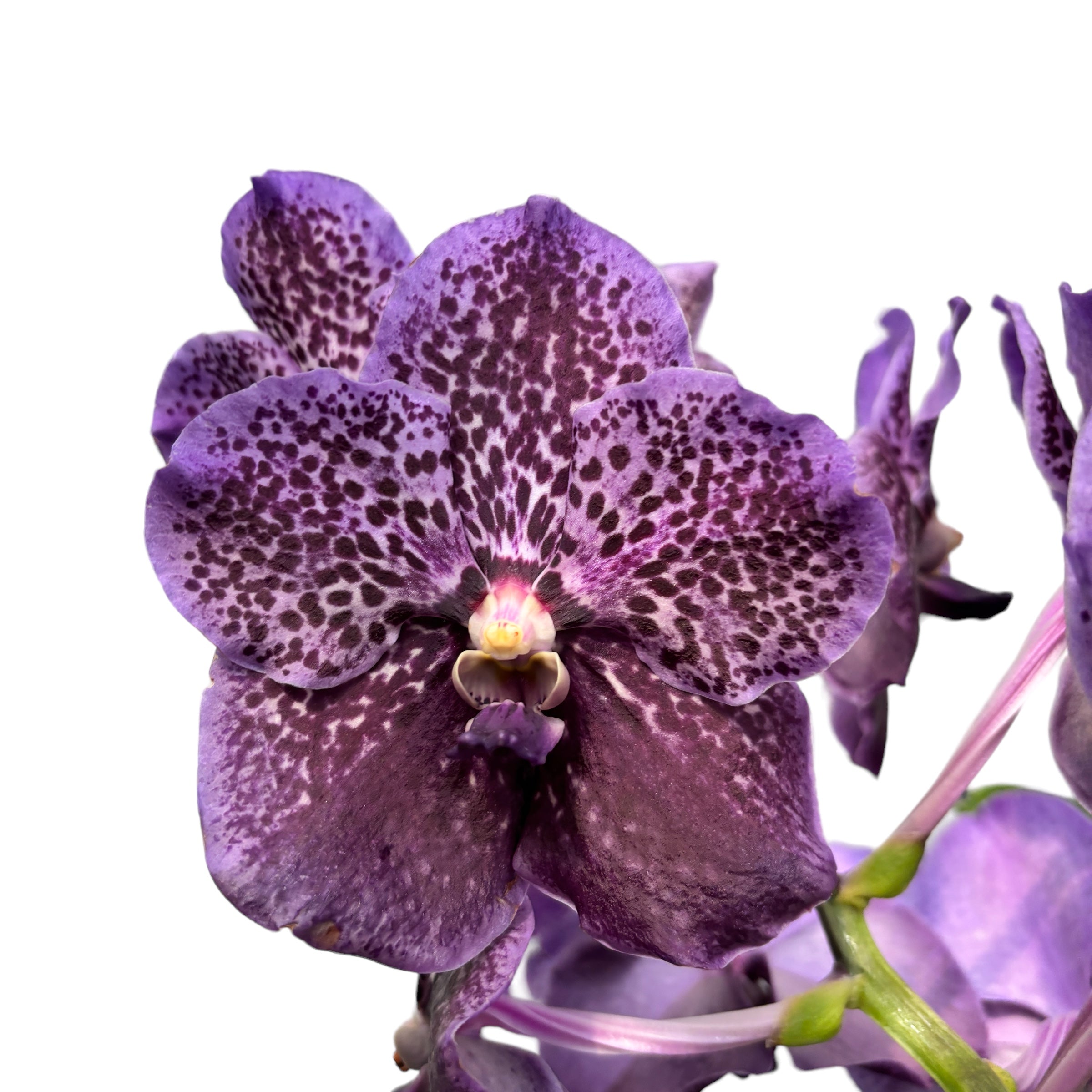 Vanda Midnight Black (Ansu)