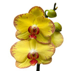 Phalaenopsis OX Golden Lottery