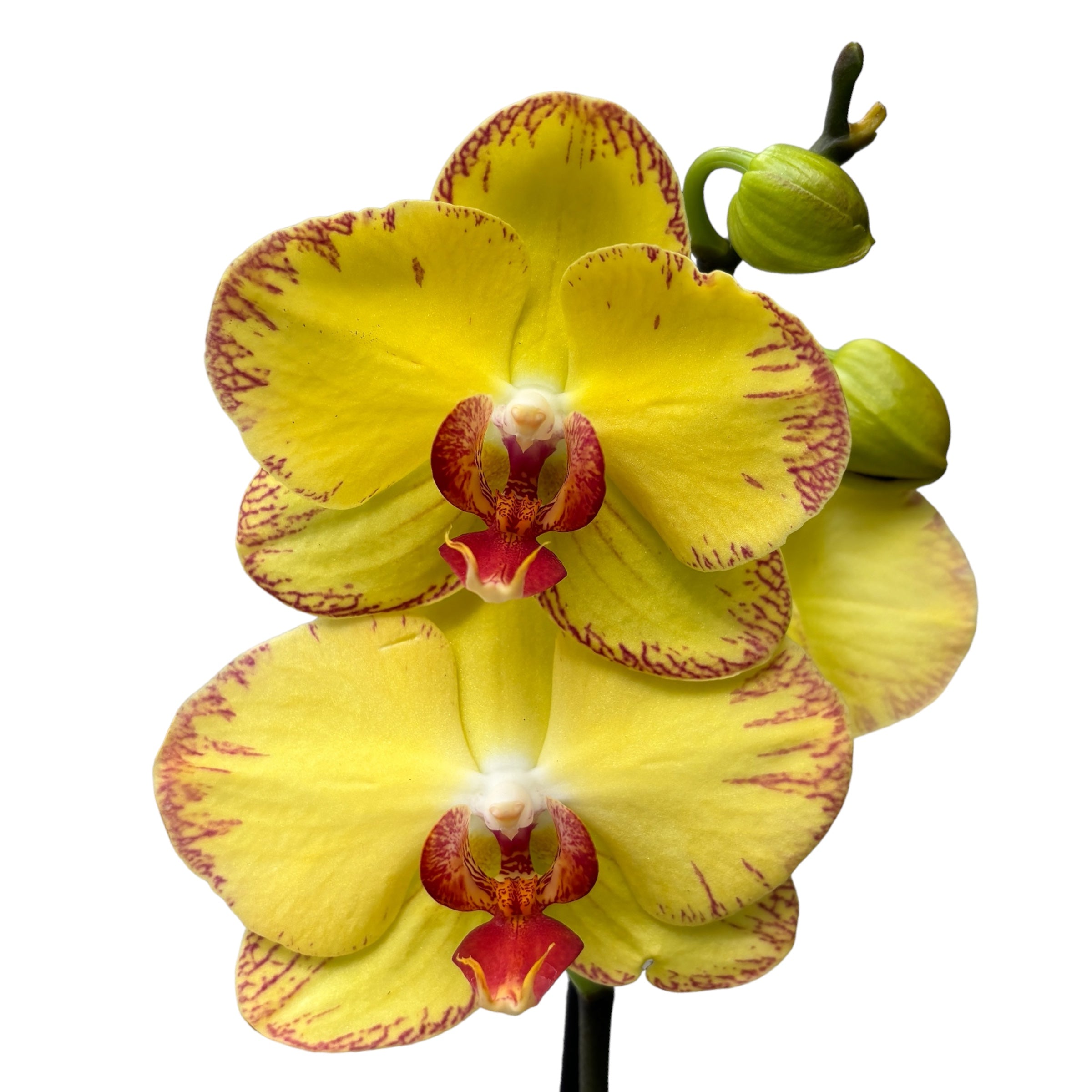Phalaenopsis OX Golden Lottery