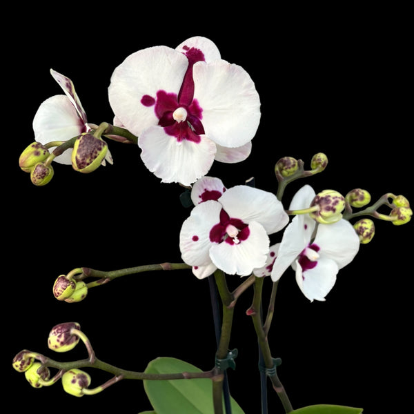 Phalaenopsis Charming Panda mit großer Lippe