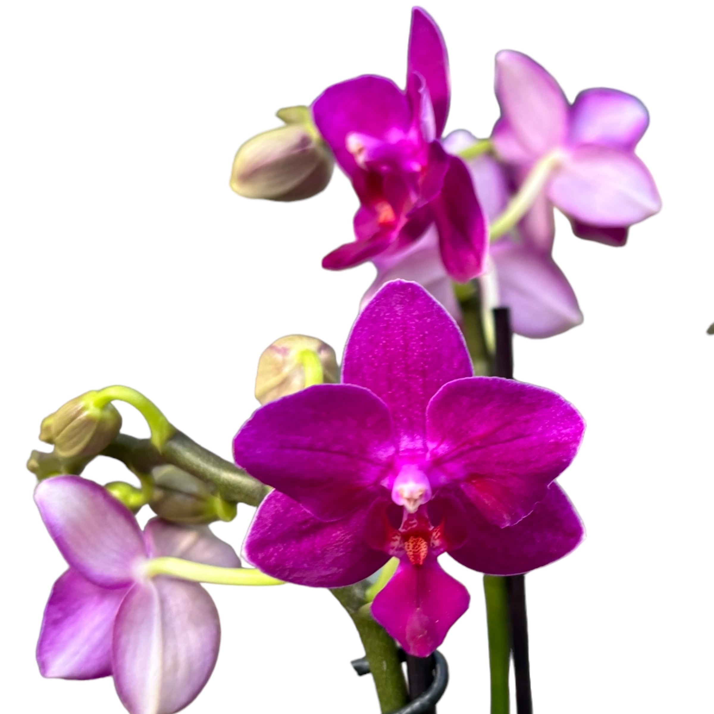 Phalaenopsis 'Limited #11' - flori intens parfumate