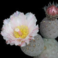Tephrocactus geometricus
