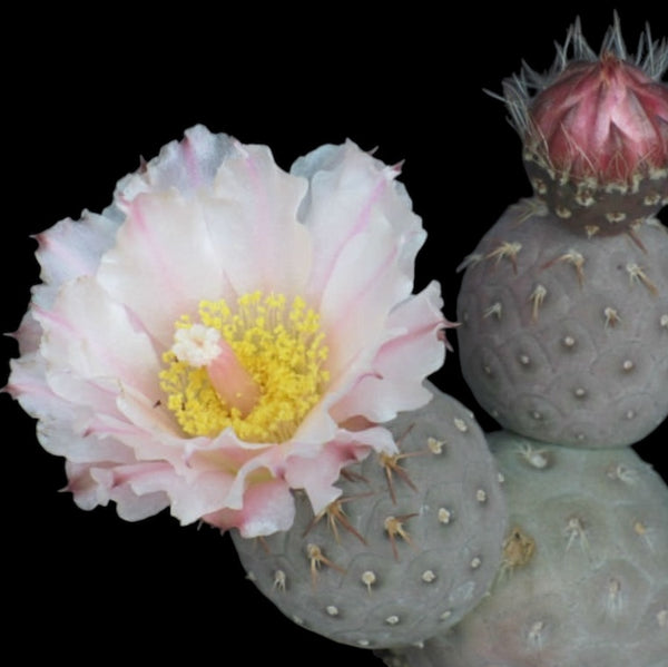 Tephrocactus Geometricus