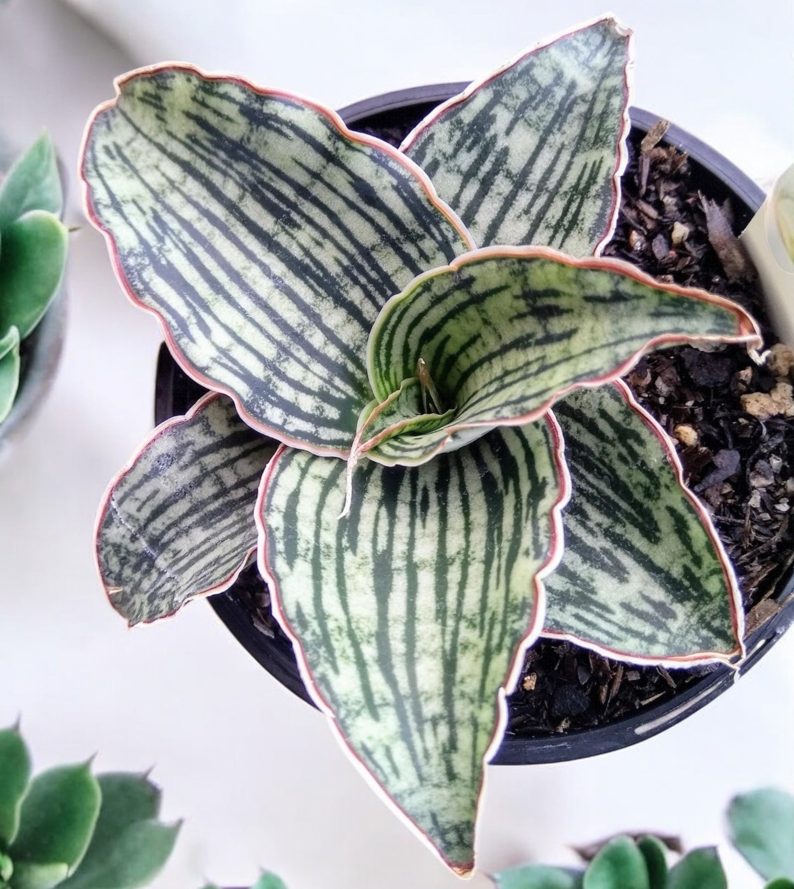 sansevieria cleopatra for sale Sansevieria Cleopatra – Secret Garden Plant Shop