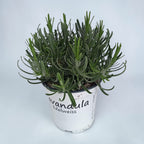 Biela levanduľa v kvetináči - Lavandula angustifolia 'Edelweiss'