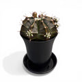 Gymnocalycium ‘Purple Black’ – cactus exotic in nuante inchise, de colectie