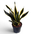 Sansevieria trifasciata 'Black Gold'  D17 - limba soacrei cu margini aurii