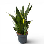 Sansevieria trifasciata 'Golden Edge'