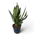 Sansevieria trifasciata ‘Robusta’ D17 – frunze late, planta ultra-rezistenta