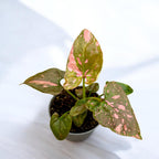 Syngonium podophyllum 'Red Spot' (Pink Splash) *dítěcí rostlina