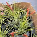 Tillandsia caulescens – planta aeriana cu frunzis argintiu si port elegant