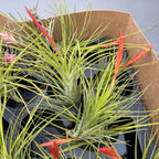 Tillandsia caulescens – planta aeriana cu frunzis argintiu si port elegant