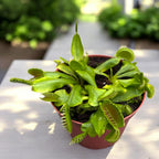 Dionaea muscipula - Capcana lui Venus, planta carnivora spectaculoasa