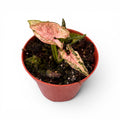 Syngonium ‘Pink Rolli’ - planta de colectie
