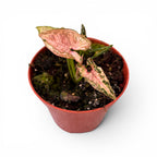 Syngonium ‘Pink Rolli’ - planta de colectie