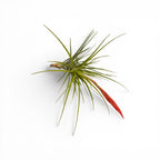Tillandsia caulescens – planta aeriana cu frunzis argintiu si port elegant