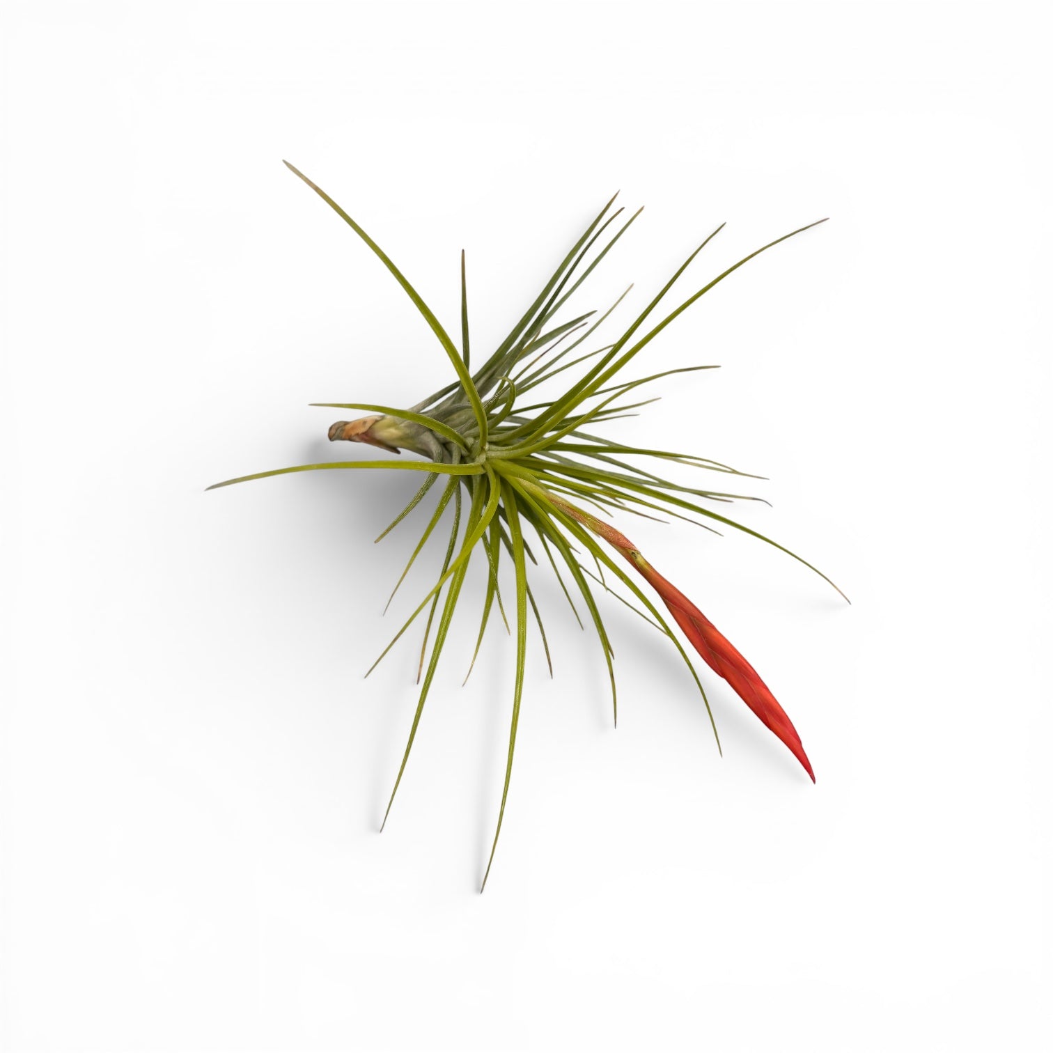 Tillandsia caulescens – planta aeriana cu frunzis argintiu si port elegant