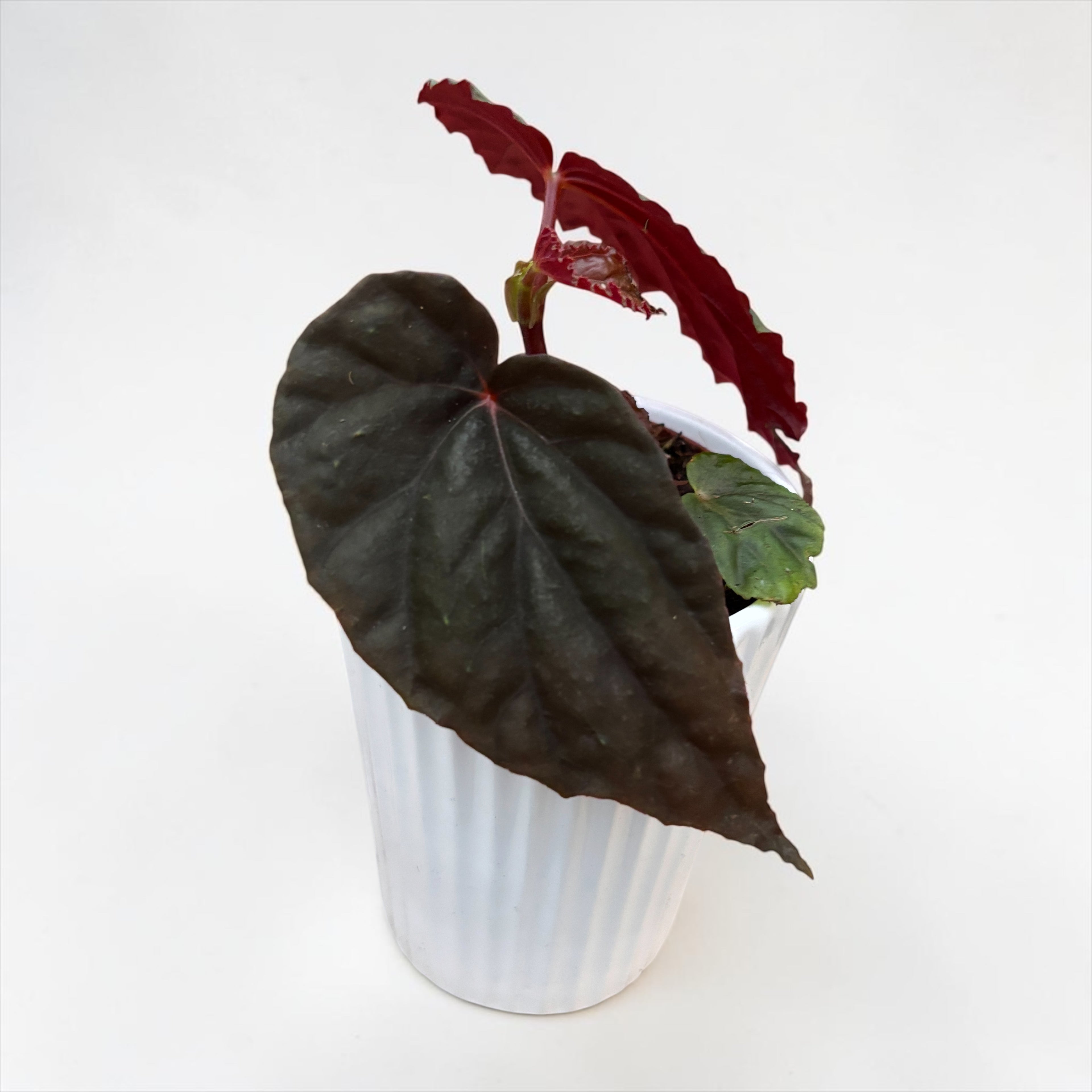 Begonia sp. Black Bloodie