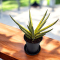 Sansevieria ‘Almond Pirate Hat’