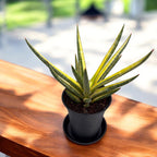 Sansevieria ‘Almond Pirate Hat’