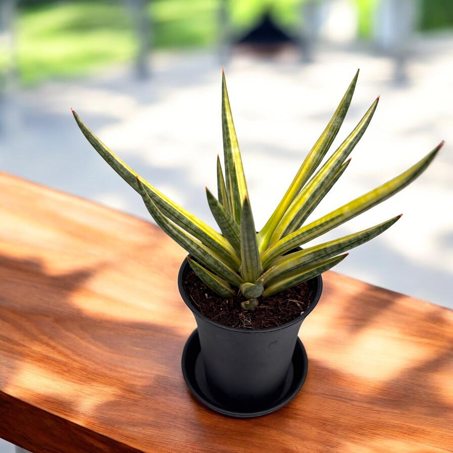 Sansevieria ‘Almond Pirate Hat’