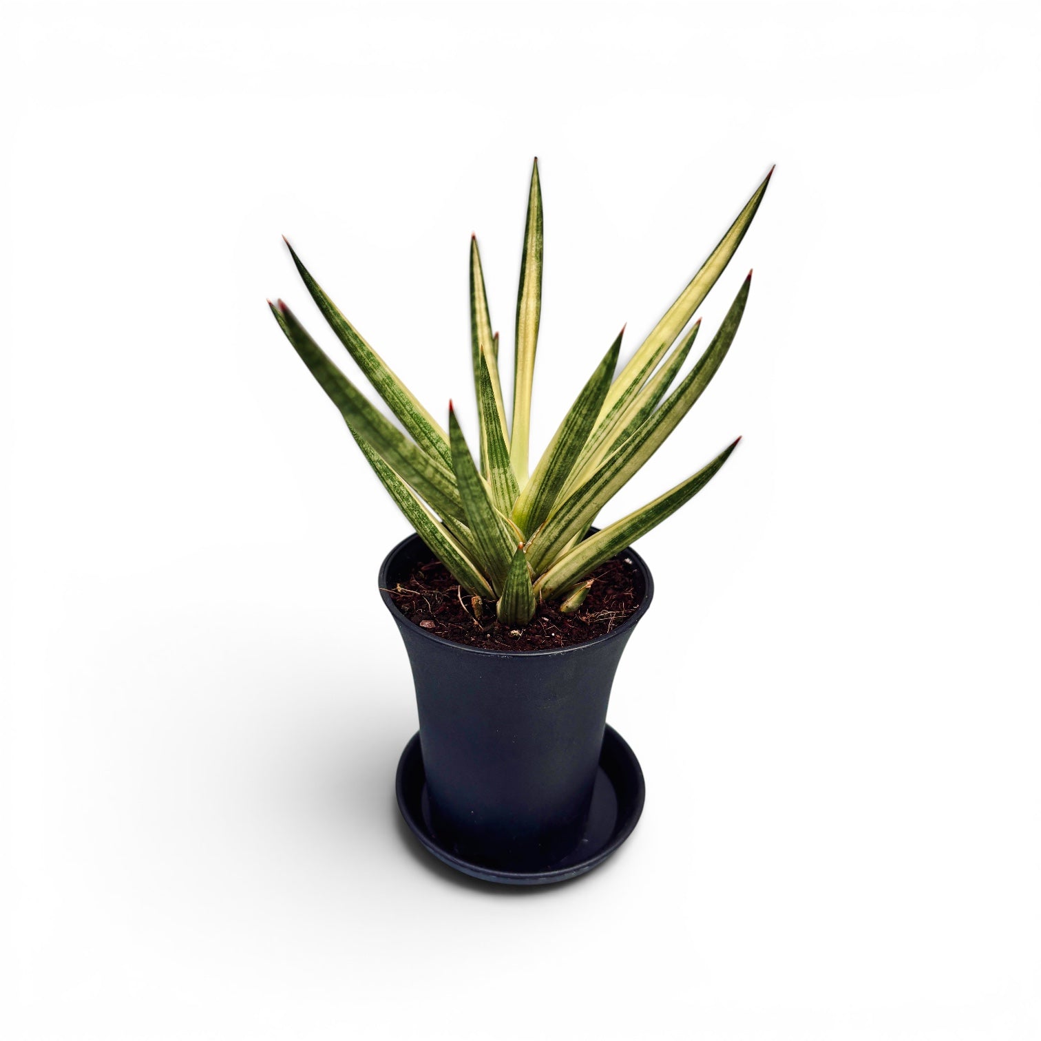 Sansevieria ‘Almond Pirate Hat’